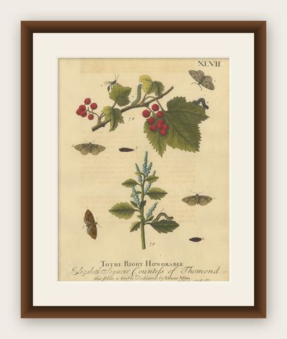 English Moths and Caterpillars on Hawthorn & Flowering Plant, Antique Print 1720, shown framed
