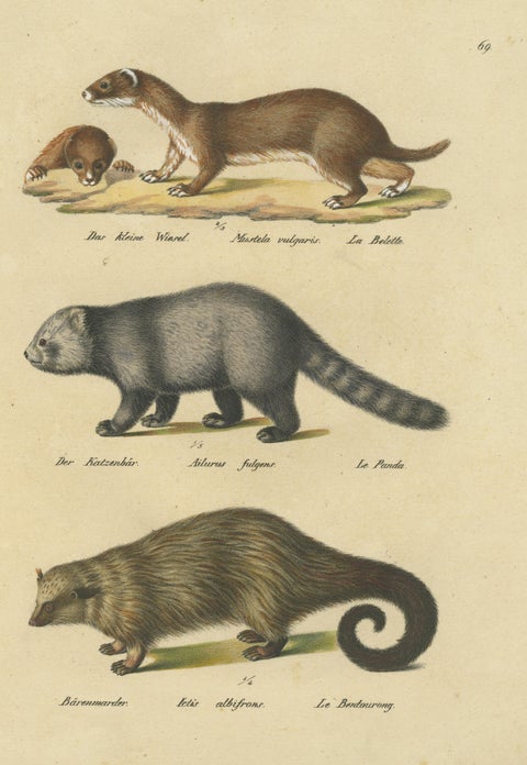 Antique Hand Colored Print of a Weasel, Panda and Wolverine, view 3