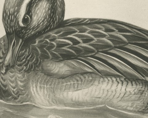 Garganey Drake Preening on the Water after Lilian Medland, c. 1909, close-up 2