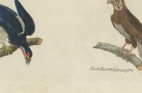 Six Hawks and Buzzards, Birds of Prey, Antique Bertuch Print, circa 1805, close-up 2