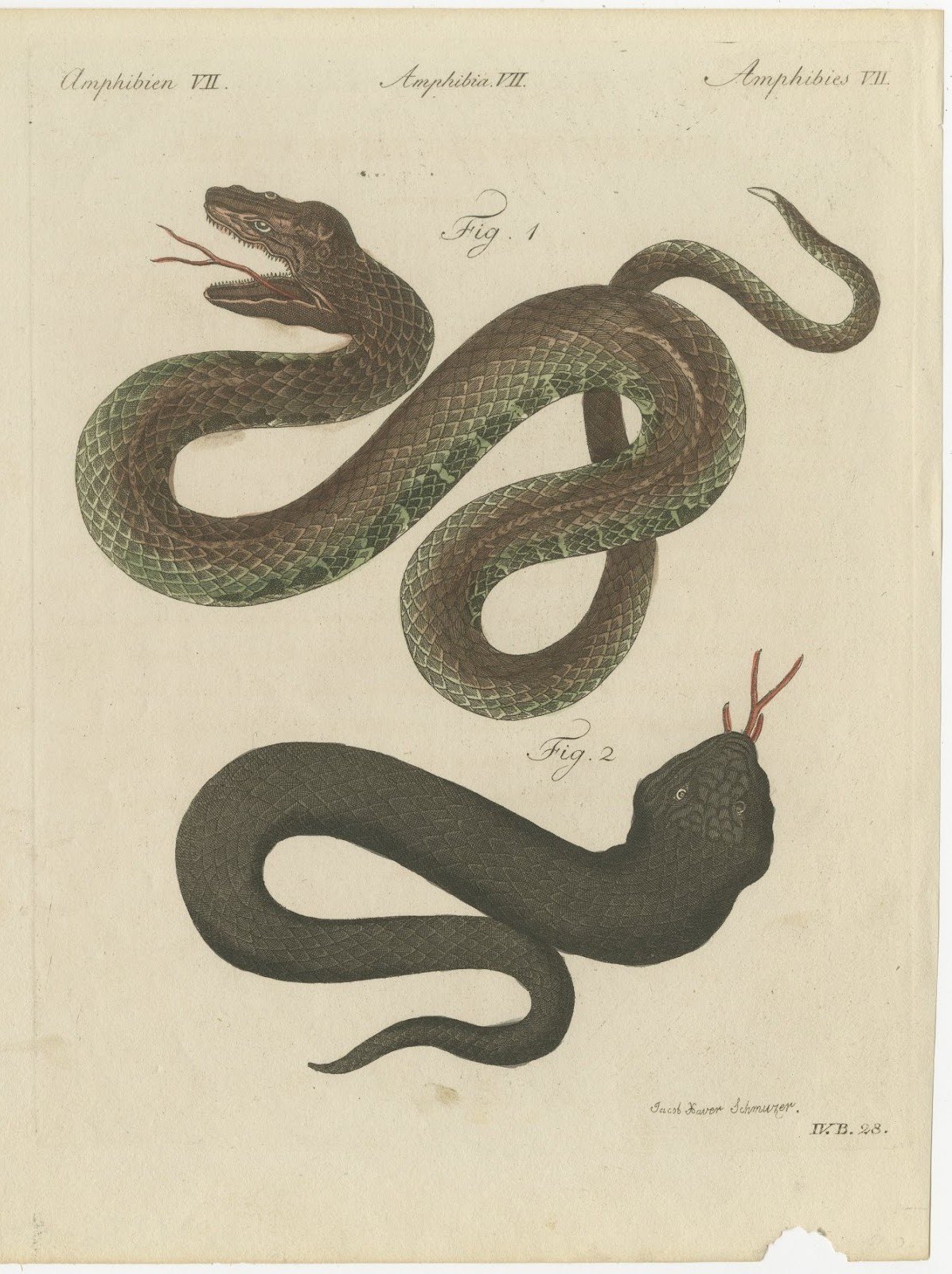 Two Snakes with Open Jaws, Antique Bertuch Print, Vienna, circa 1805