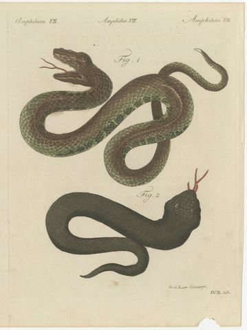 Two Snakes with Open Jaws, Antique Bertuch Print, Vienna, circa 1805
