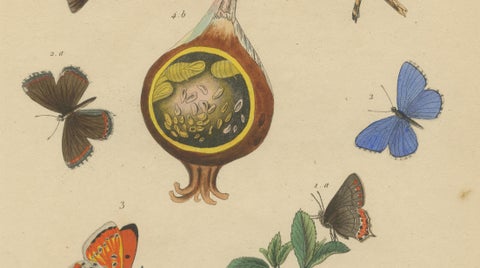 Polyommatus Butterflies & Caterpillars by Aug. Duméril, circa 1830, close-up 3
