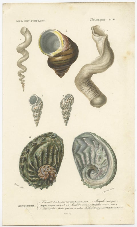 Old Original Print of Different Types of Molluscs, 1849, view 2