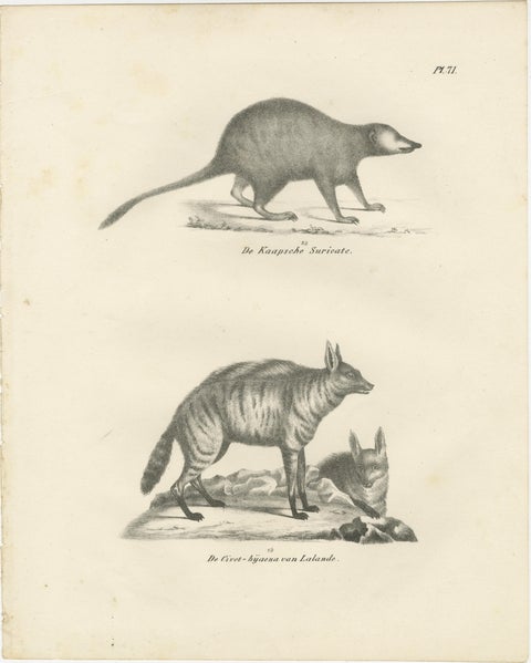 19th-Century Lithograph of the Cape Meerkat and Lalande’s Civet Hyena, view 2