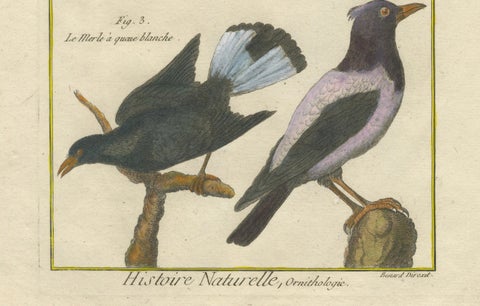 Hand-Colored Engraving of Blackbird Species from Histoire Naturelle, 1790, close-up 1