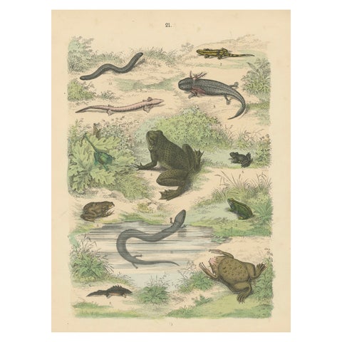Amphibians Print: Frogs, Salamanders, Axolotl & Caecilian, Antique 1867