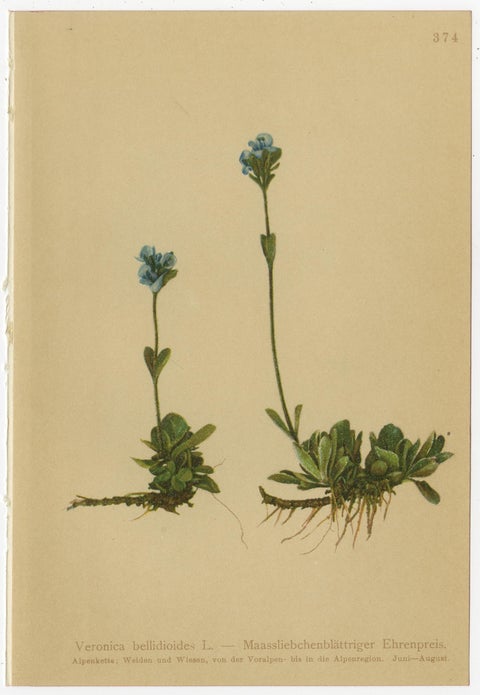 Antique Alpine Speedwell and Wulfenia Small Botanical Prints, Set of 8, 1897, view 6