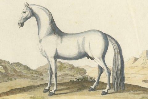 Baron Eisenberg Arabian Horse, “L’Arabe” Equestrian Engraving, 1727, close-up 2
