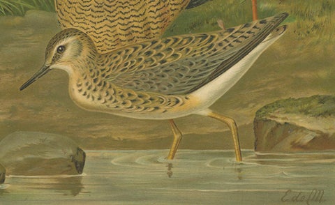 Antique Bird Print of Ruffs and Reeves in Breeding Plumage, 19th Century, close-up 3