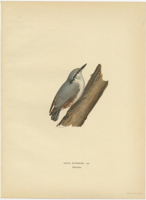 Attractive Antique Bird Print of the Eurasian Nuthatch, 1927, view 2