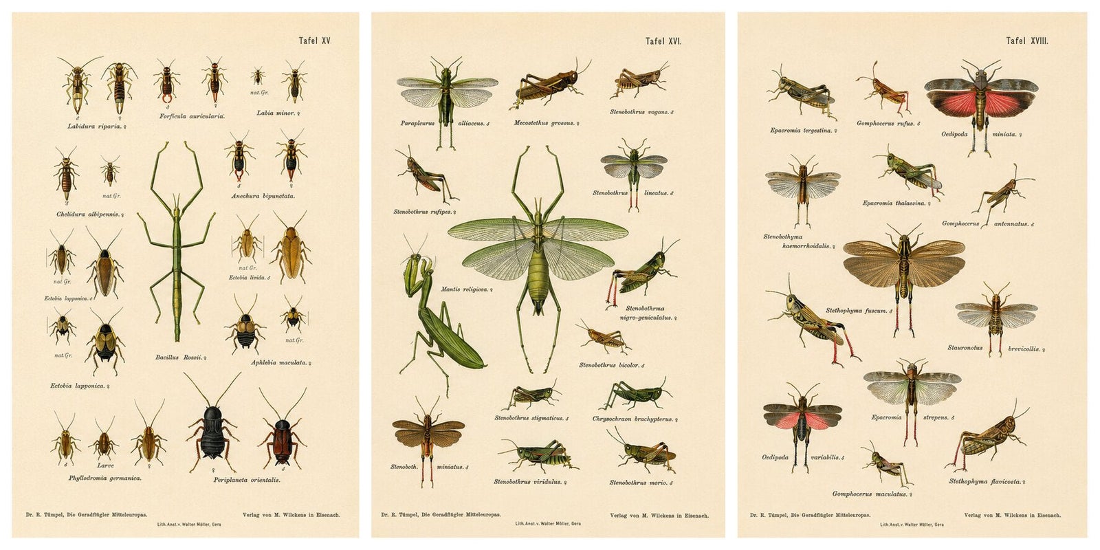 Mantis, Stick Insects & Grasshoppers, Antique Prints, Set of 3, 1908
