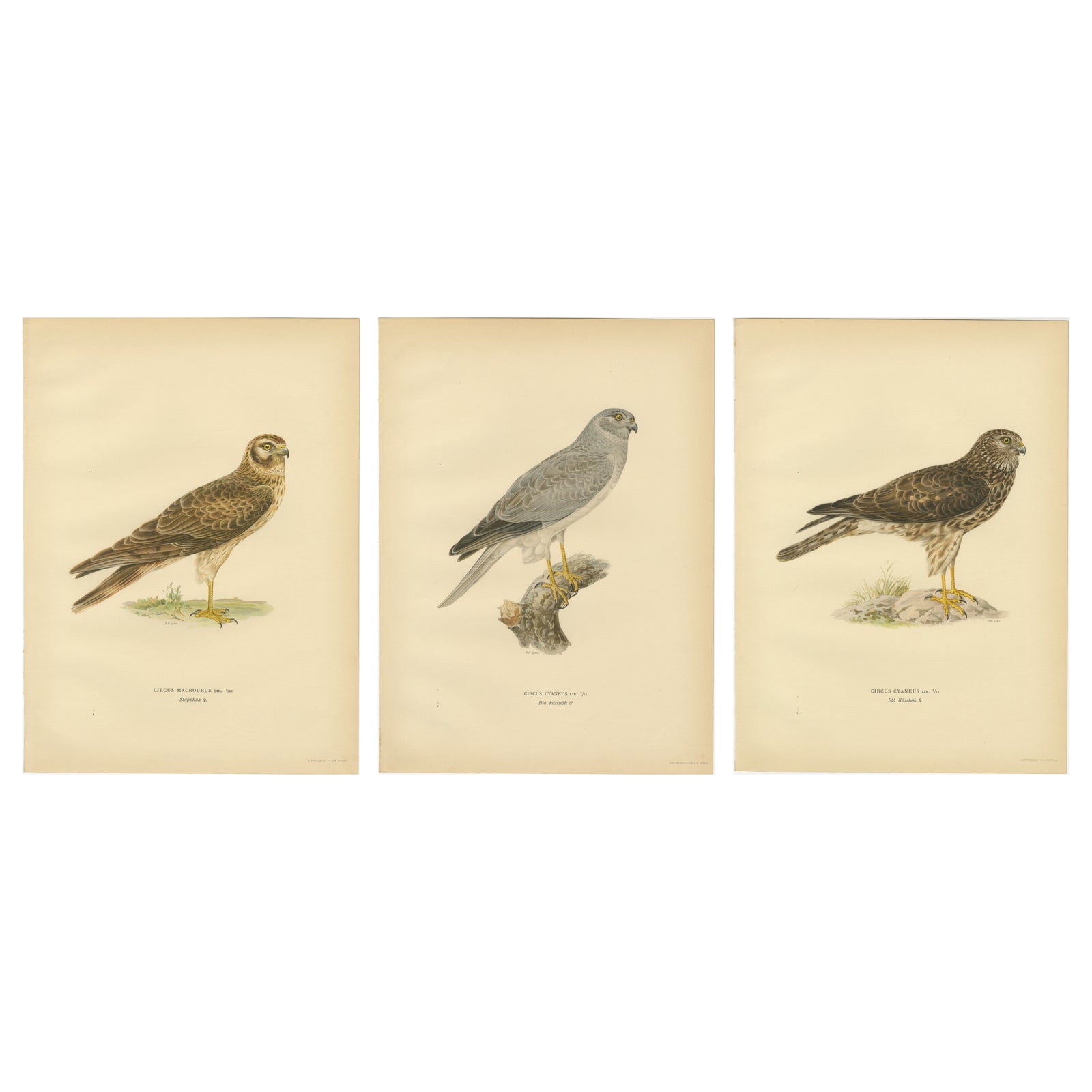 Nordic Harriers Triptych, Swedish Lithographs, Scandinavian Birds of Prey 1929