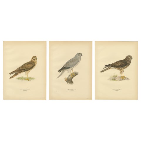 Nordic Harriers Triptych, Swedish Lithographs, Scandinavian Birds of Prey 1929