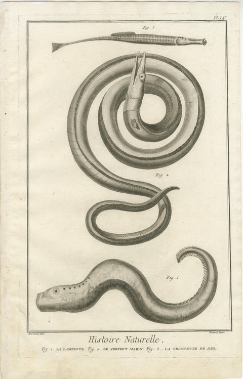 Rare 18th Century Fish Prints, Histoire Naturelle Engravings, ca.1770, view 3
