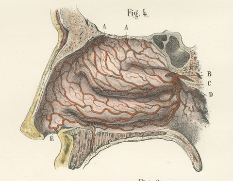 Vessels and Olfactory Nerves of the Nose, Antique Hirschfeld Anatomy Print, 1866, view 7