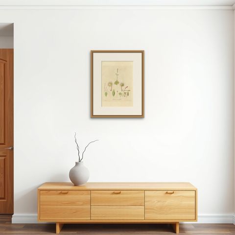 The Delicate Predator: Botanical Illustrations of Drosera, 1777, shown framed on a wall