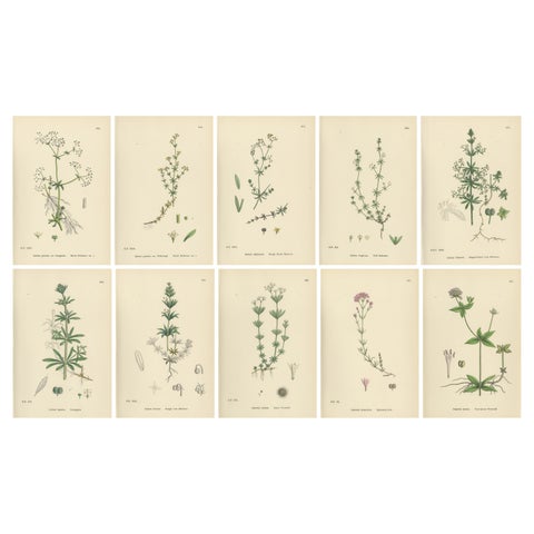 Set of 10 English Botanical Prints 1902, Galium & Asperula, Sowerby