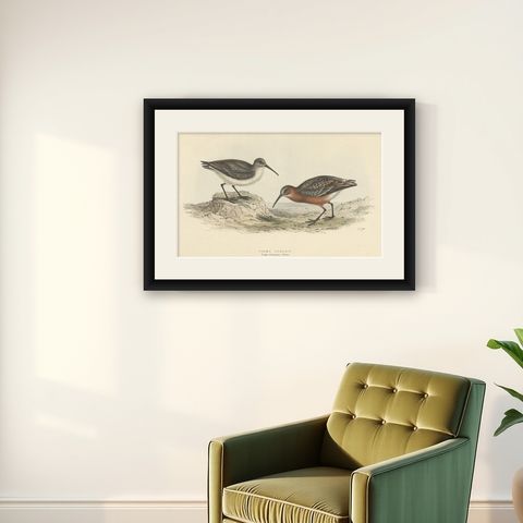 Antique Hand-Colored Bird Print of the Pygmy Curlew by Gould, 1832, shown framed on a wall