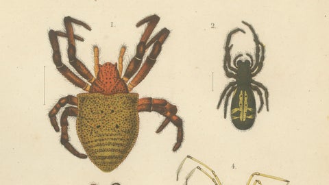 Antique Print of Sumatran Spiders, Orb Weavers & Jumping Spiders, c.1887, close-up 2