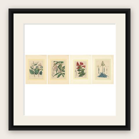Set of Four Hand-Colored Botanical Prints from Book of Worlds, 1848, shown framed
