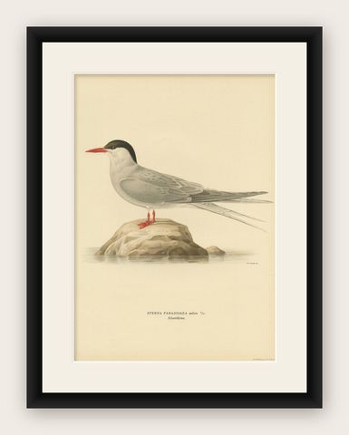 Antique Bird Print of the Arctic Tern by Von Wright, 1927, shown framed