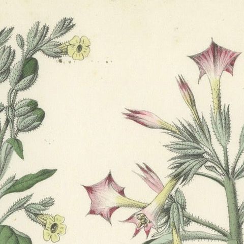 Hand-Colored Botanical Litho of Nicotiana Tabacum and Nicotiana Rustica, 1854, close-up 3