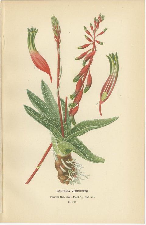 Antique Botanical Lithographs, Gasteria, Aloe & Yucca, 1897, view 2