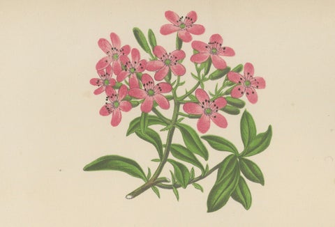 Alpine Botanical Print of Rock Soapwort and Nodding Bellflower, 1874, close-up 4