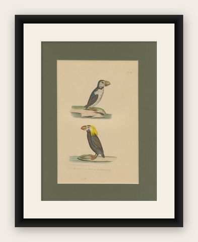 Atlantic Puffin & Tufted Puffin, Antique hand-coloured lithograph, c.1828, shown framed
