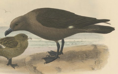 The Common Skua: Hand-colored from Dresser's Birds of Europe (1871-1896), close-up 1
