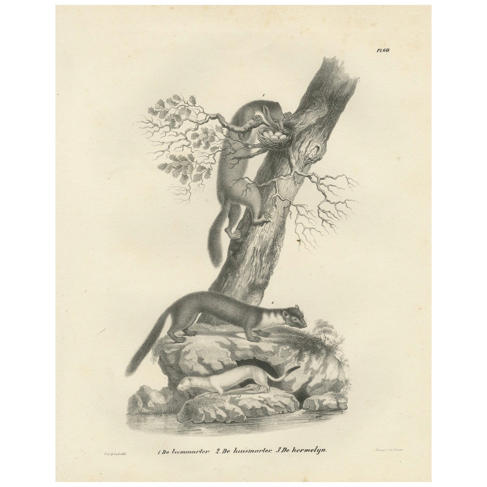 19th-Century Lithograph of Pine Marten, Beech Marten, and Ermine in Nature
