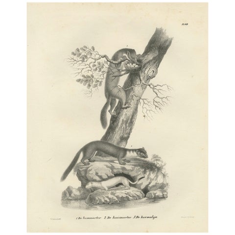 19th-Century Lithograph of Pine Marten, Beech Marten, and Ermine in Nature