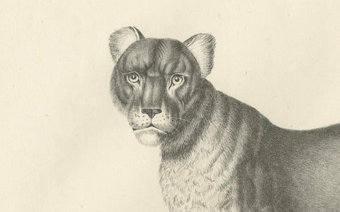19th-Century Lithograph of the Barbary Lioness in a Powerful Standing Pose, close-up 3