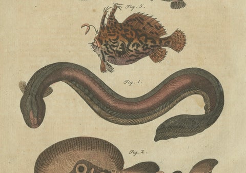 Original Antique Print of Electric Eel, Electric Ray and Exotic Fish, 1790, close-up 4