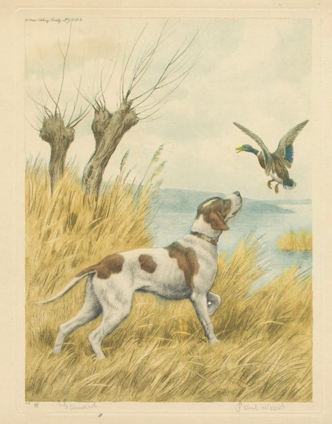Vintage Hunting Dog Lithograph “Pointer & Mallard” by Paul Wood, New York, 1930, close-up 1