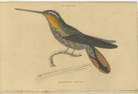 Set of 6 Antique Bird Prints, Evening Hummingbird, by Jardine, '1837', view 7