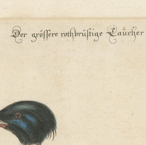 The Red-Breasted Merganser: Hand-Colored Engraving Published in c.1770, close-up 1