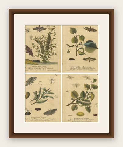 English Hawk & Tiger Moths, Hummingbird Hawk, Garden Tiger, Albin 1720, shown framed