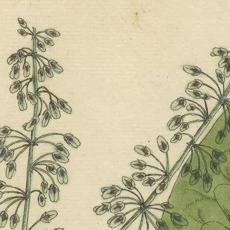 Antique Botanical Print of Rumex Aquaticus, close-up 1