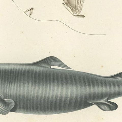 Antique Print of Greenland Shark with Anatomical Details, Paris, 1845, close-up 5