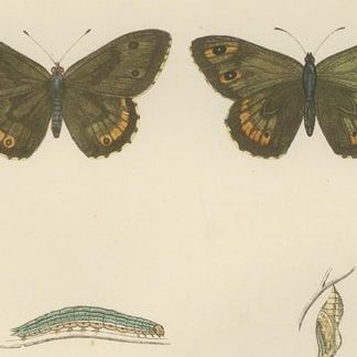 Metamorphosis Montage: The Lepidopteran Lifecycle, 1890, close-up 1