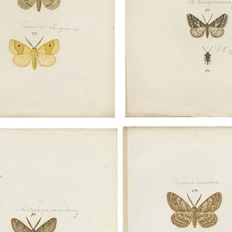 Set of 4 Antique Prints of Various Butterflies and Moths by Ramann, circa 1870, close-up 2