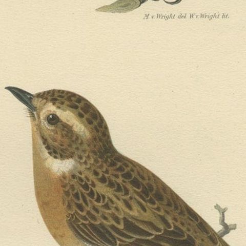 Antique Bird Print of the Male and Female Whinchat, 1927, close-up 2