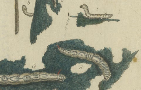 Antique Handcolored Engraving of Silkworm Life Cycle, c.1800, close-up 1