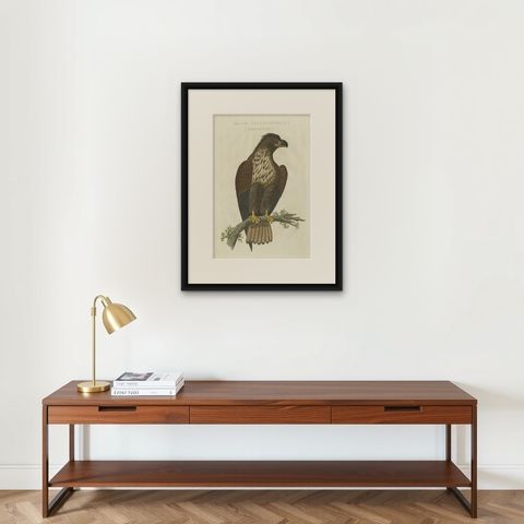White-Tailed Eagle, Falco Leucocephalus Hornotinus, Antique Bird Print c.1829, shown framed on a wall