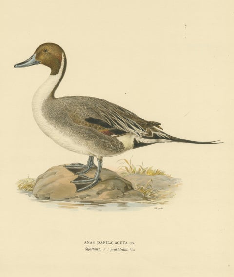 Sleek Elegance: The Northern Pintail by Magnus von Wright, Published in 1929, view 3