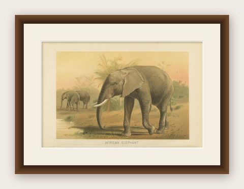 African Elephant, Antique Wildlife Chromolithograph, Royal Natural History 1894, shown framed