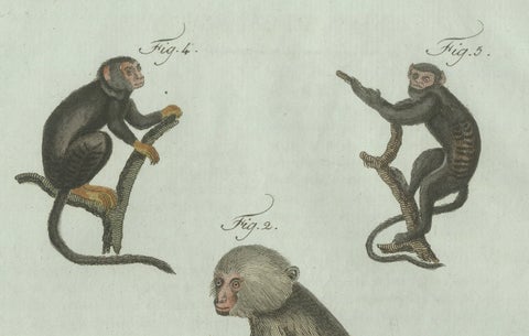 Original Antique Print of Five Monkeys and Tamarins by Bertuch, 1802, close-up 6