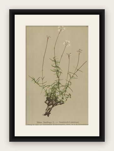 Antique Botany Print of The Bistorta Vivipara by Palla, 1897, shown framed